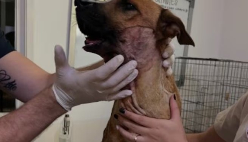 La cirugía fue un éxito, según informaron desde la organización.